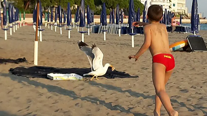 L’incursione di un gabbiano sulla spiaggia per rubare un pezzo di pizza