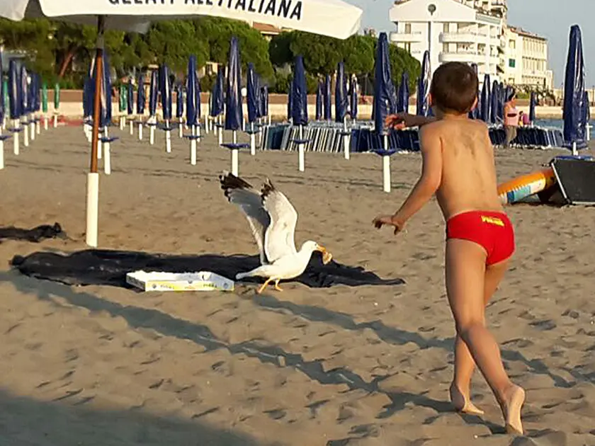 L’incursione di un gabbiano sulla spiaggia per rubare un pezzo di pizza