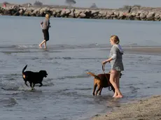 Spazio ai cani in spiaggia a Grado con due aree riservate (Foto Bonaventura)