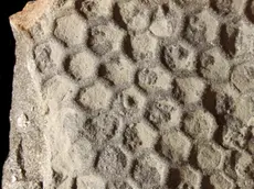 Paleodictyon, Appennino Piacentino. Eocene superiore (35 milioni di anni).