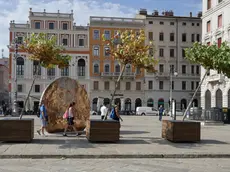 Gli "alberi in scatola" piegati dal vento a Trieste