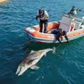 Il recupero della carcassa del delfino a Muggia martedì mattina