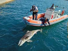 Il recupero della carcassa del delfino a Muggia martedì mattina