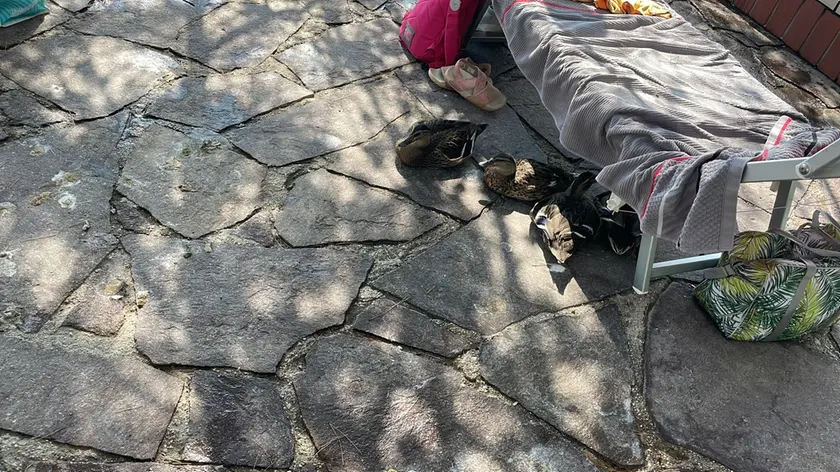 I Germani reali al bagno Sirena di Grignano cercano l'ombra sotto i lettini dei bagnanti