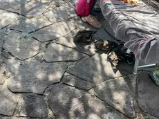 I Germani reali al bagno Sirena di Grignano cercano l'ombra sotto i lettini dei bagnanti