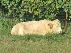 Uno dei tori fuggiti dall'azienda agricola. Foto Petrussi