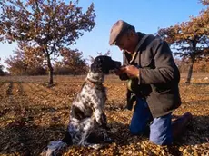 Un raccoglitore di tartufi assieme al suo cane