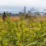 La nuova distesa di ailanto nell’area delle Forcate (fotoservizio Katia Bonaventura)