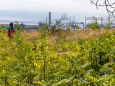 La nuova distesa di ailanto nell’area delle Forcate (fotoservizio Katia Bonaventura)