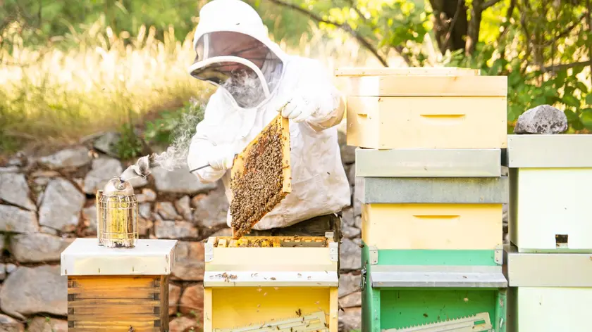 Sara Devetak produce il miele di ailanto. Foto Bonaventura