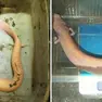 A sinistra il proteo gigante del Carso, a destra il nuovo proteo gigante di lignaggio sloveno