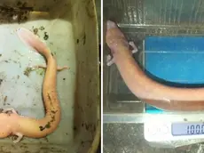 A sinistra il proteo gigante del Carso, a destra il nuovo proteo gigante di lignaggio sloveno
