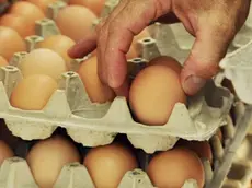 Uova, richiamate quattro confezioni per presenza di Salmonella sul guscio