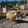 Giulia Bettellini nel centro didattico tra pecore e capre Foto Lasorte