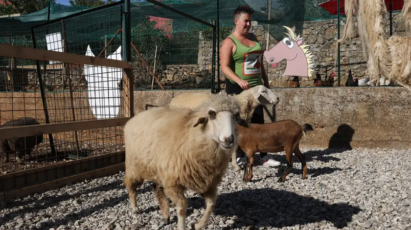 Giulia Bettellini nel centro didattico tra pecore e capre Foto Lasorte
