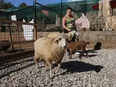 Giulia Bettellini nel centro didattico tra pecore e capre Foto Lasorte