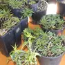 Alcune delle piantine sequestrate
