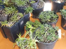 Alcune delle piantine sequestrate