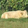 Uno dei tori fuggiti dall'azienda agricola. Foto Petrussi