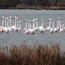 Lo spettacolo dei fenicotteri rosa nella Riserva Boemo