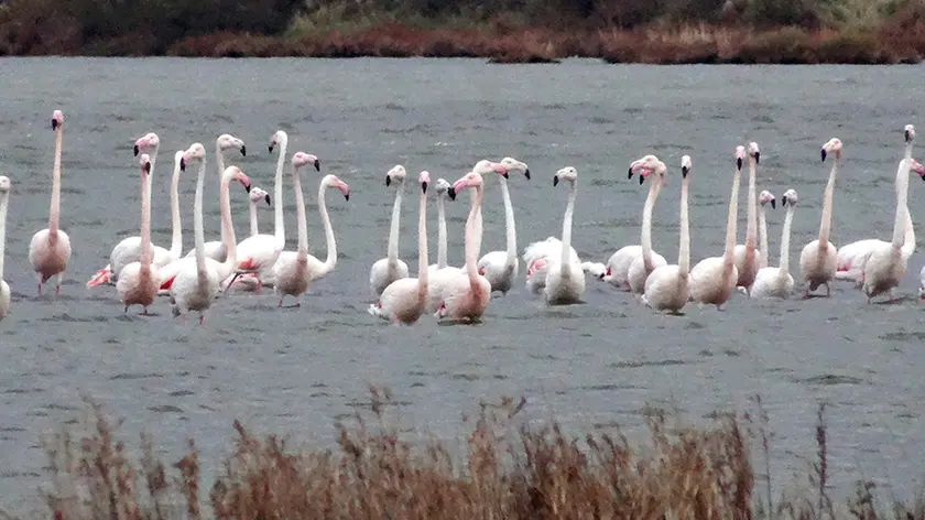 Lo spettacolo dei fenicotteri rosa nella Riserva Boemo