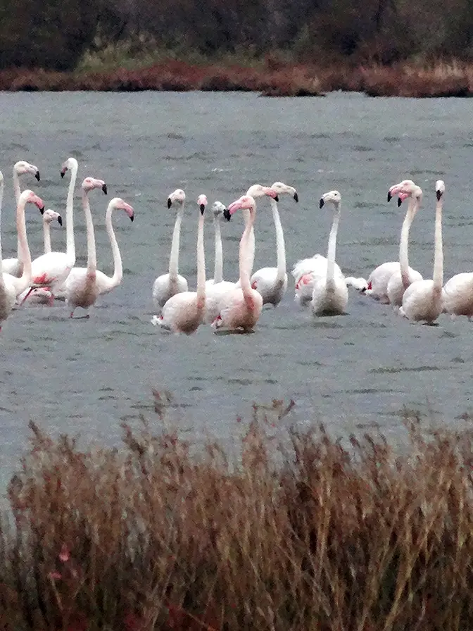 Lo spettacolo dei fenicotteri rosa nella Riserva Boemo
