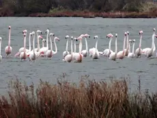 Lo spettacolo dei fenicotteri rosa nella Riserva Boemo