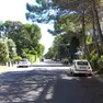Viale dei Pesci in Pineta