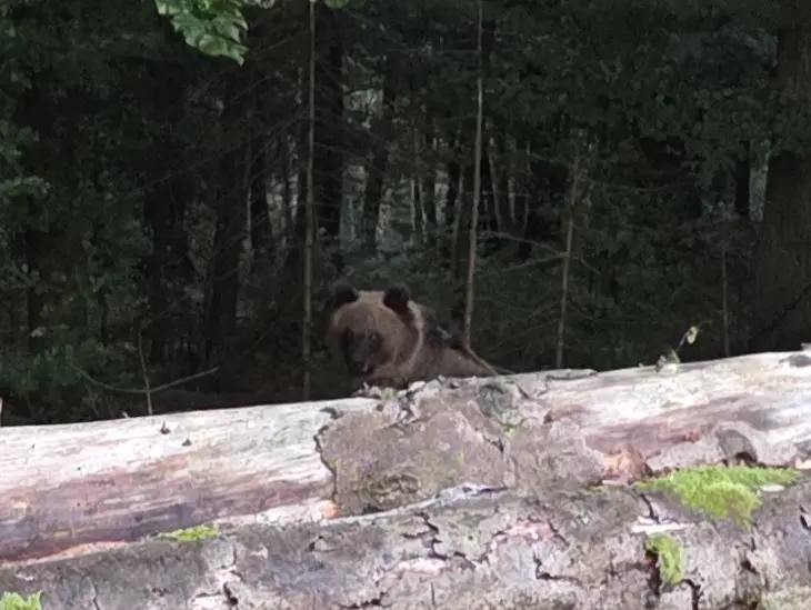 L’orso fotografato da Buttignon