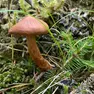 Il fungo Cortinarius speciosissimus, mortale