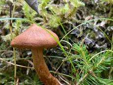 Il fungo Cortinarius speciosissimus, mortale
