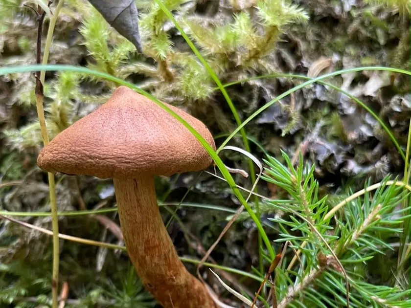 Il fungo Cortinarius speciosissimus, mortale