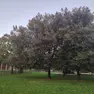 Gli alberi del giardino pubblico a Ronchi Foto Bonaventura