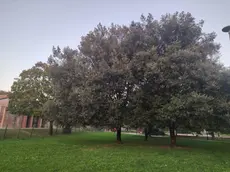 Gli alberi del giardino pubblico a Ronchi Foto Bonaventura