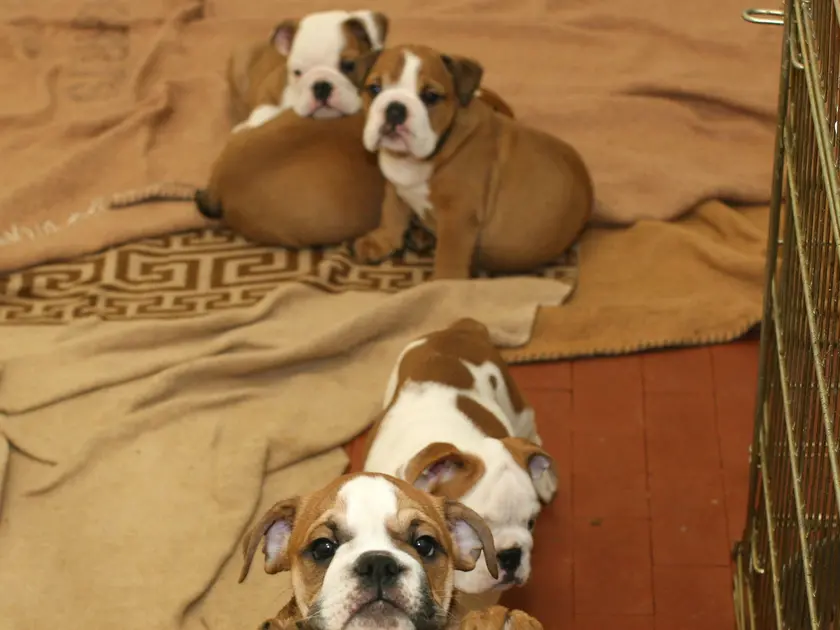 Cuccioli accuditi dopo un sequestro