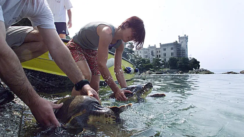 Trieste - Laboratorio a cura del WWF per la restituzione di alcune tartarughe alle acque del parco di Miramare