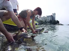 Trieste - Laboratorio a cura del WWF per la restituzione di alcune tartarughe alle acque del parco di Miramare