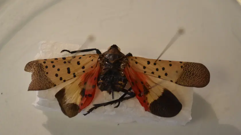 Lycorma delicatula