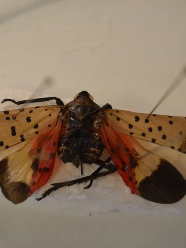 Lycorma delicatula