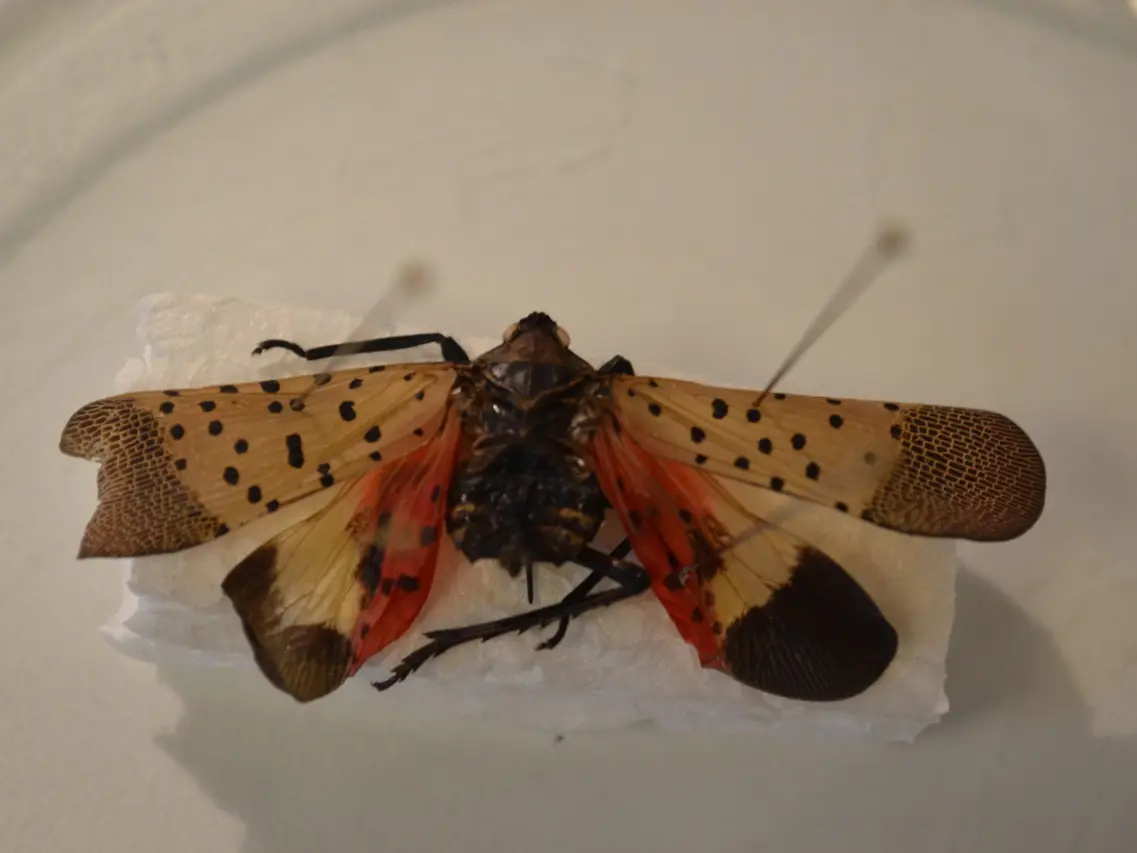 Lycorma delicatula