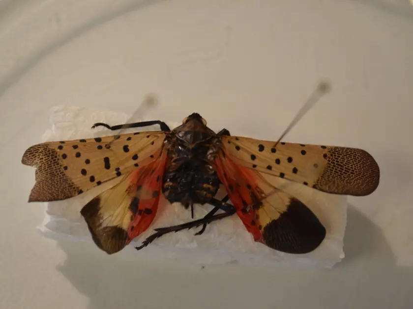 Lycorma delicatula