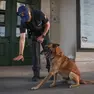 Il cane Conan, decisivo per il ritrovamento della cocaina