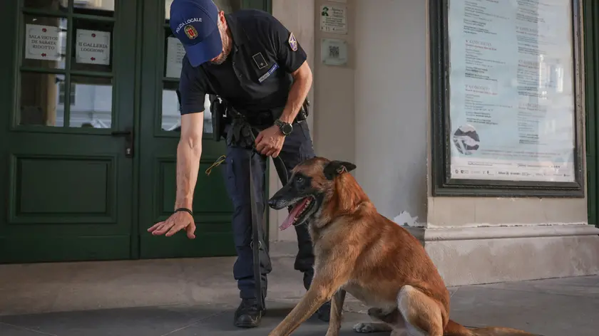 Il cane Conan, decisivo per il ritrovamento della cocaina