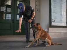 Il cane Conan, decisivo per il ritrovamento della cocaina