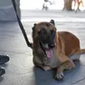Lasorte Trieste 04/10/26 - Piazza Verdi, Benedizione degli Animali