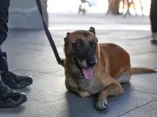 Lasorte Trieste 04/10/26 - Piazza Verdi, Benedizione degli Animali