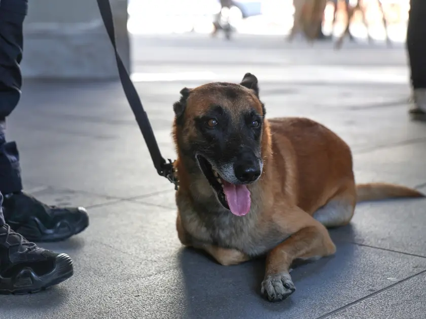Lasorte Trieste 04/10/26 - Piazza Verdi, Benedizione degli Animali