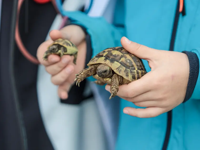 Quarantacinque partecipanti, tanti sorrisi e un'ospite d'onore davvero speciale. Il parco del Municipio di Gorizia ha ospitato sabato 10 ottobre la quarta edizione della benedizione degli animali, organizzata dal Comune insieme alle associazioni La Cuccia, Zampette Cormonesi e Gli amici di Poldo. Alla sfilata hanno partecipato soprattutto cani, con l'eccezione di due tartarughe, suddivisi in tre categorie: tale e quale, bon ton e simpatia. La benedizione è stata impartita da don Fulvio Marcioni, alla presenza del sindaco Rodolfo Ziberna e di altri rappresentanti dell'amministrazione comunale. Grande protagonista della giornata Lamù, il pastore australiano dei vigili del fuoco, andato in pensione ad aprile dopo otto anni di servizio e circa cento interventi di soccorso. Tra le sue missioni anche le ricerche dopo il crollo del ponte Morandi a Genova e il terremoto in Turchia (Foto Daniele Tibaldi)