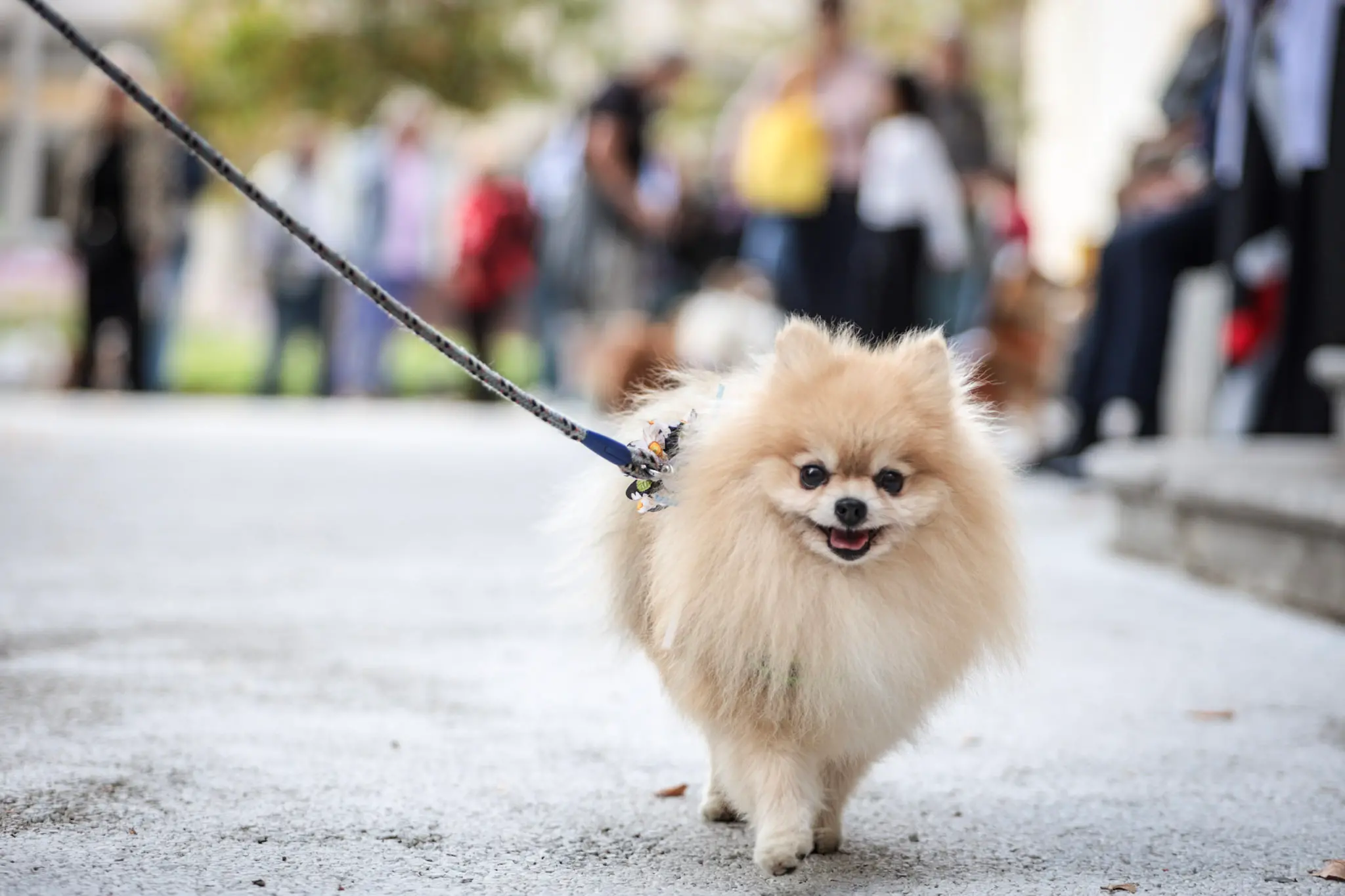 Quarantacinque partecipanti, tanti sorrisi e un'ospite d'onore davvero speciale. Il parco del Municipio di Gorizia ha ospitato sabato 10 ottobre la quarta edizione della benedizione degli animali, organizzata dal Comune insieme alle associazioni La Cuccia, Zampette Cormonesi e Gli amici di Poldo. Alla sfilata hanno partecipato soprattutto cani, con l'eccezione di due tartarughe, suddivisi in tre categorie: tale e quale, bon ton e simpatia. La benedizione è stata impartita da don Fulvio Marcioni, alla presenza del sindaco Rodolfo Ziberna e di altri rappresentanti dell'amministrazione comunale. Grande protagonista della giornata Lamù, il pastore australiano dei vigili del fuoco, andato in pensione ad aprile dopo otto anni di servizio e circa cento interventi di soccorso. Tra le sue missioni anche le ricerche dopo il crollo del ponte Morandi a Genova e il terremoto in Turchia (Foto Daniele Tibaldi)