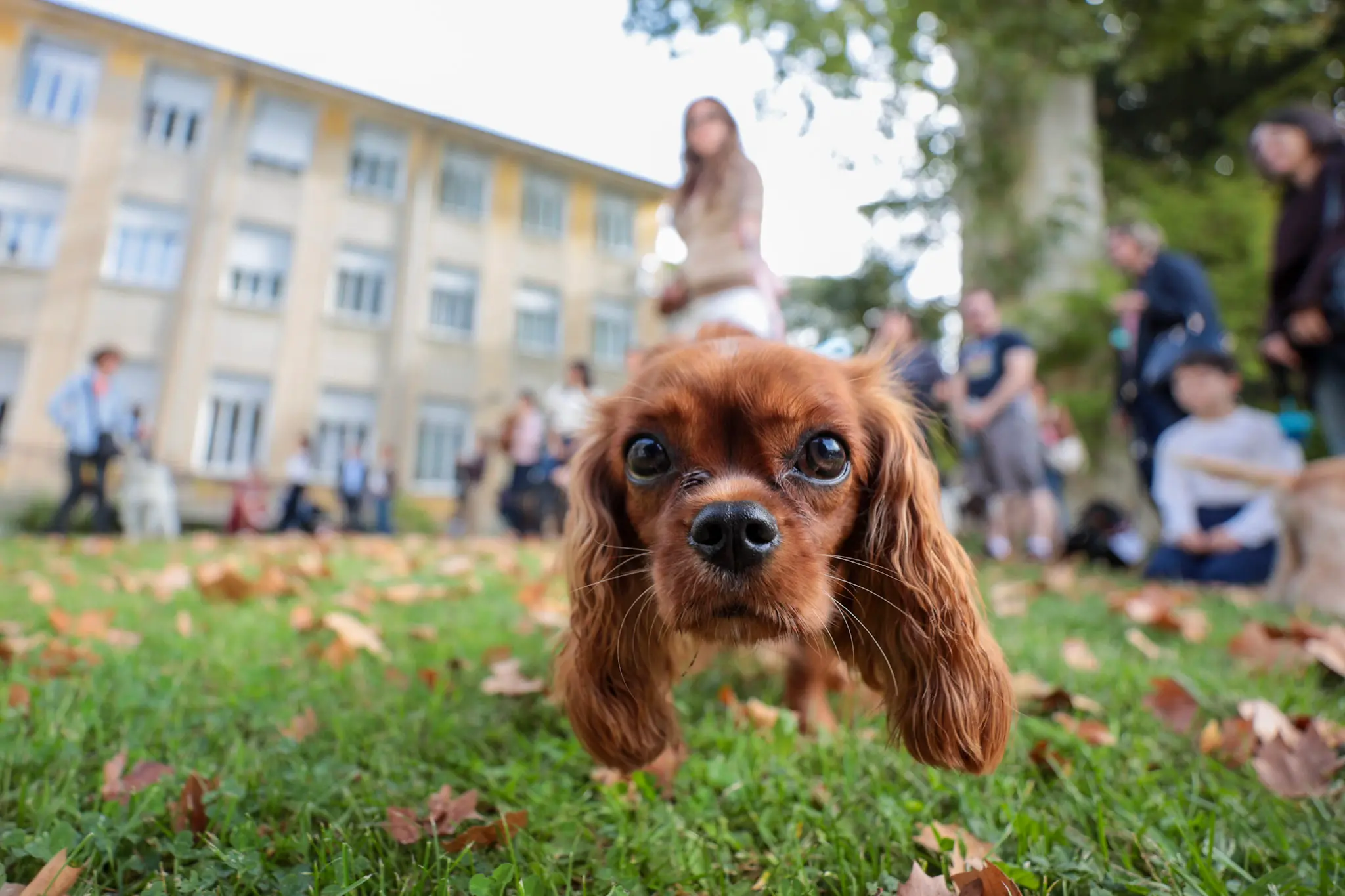 Quarantacinque partecipanti, tanti sorrisi e un'ospite d'onore davvero speciale. Il parco del Municipio di Gorizia ha ospitato sabato 10 ottobre la quarta edizione della benedizione degli animali, organizzata dal Comune insieme alle associazioni La Cuccia, Zampette Cormonesi e Gli amici di Poldo. Alla sfilata hanno partecipato soprattutto cani, con l'eccezione di due tartarughe, suddivisi in tre categorie: tale e quale, bon ton e simpatia. La benedizione è stata impartita da don Fulvio Marcioni, alla presenza del sindaco Rodolfo Ziberna e di altri rappresentanti dell'amministrazione comunale. Grande protagonista della giornata Lamù, il pastore australiano dei vigili del fuoco, andato in pensione ad aprile dopo otto anni di servizio e circa cento interventi di soccorso. Tra le sue missioni anche le ricerche dopo il crollo del ponte Morandi a Genova e il terremoto in Turchia (Foto Daniele Tibaldi)